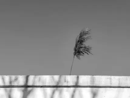 Casino Napoli Mobile App